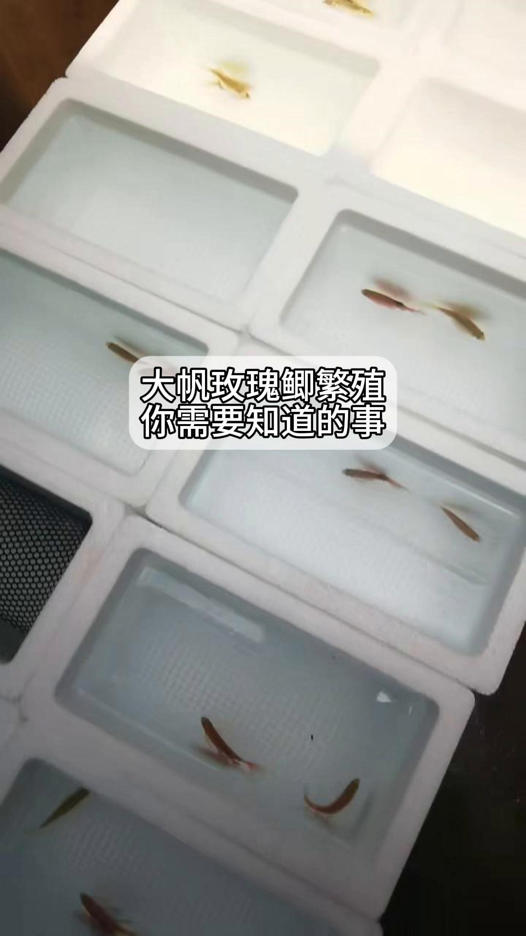 大帆玫瑰鲫繁殖,你需要知道的事!