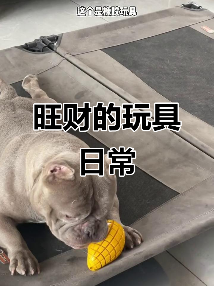 旺财变身玩具控,无敌破坏王也能乖巧玩耍