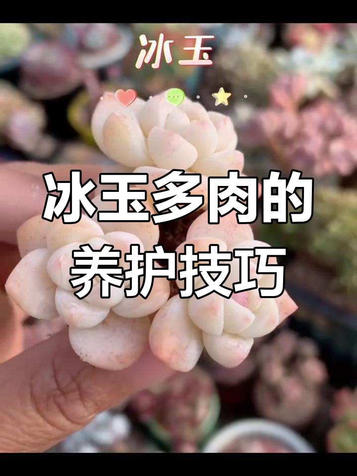 冰玉多肉:夏日治愈的美丽植物