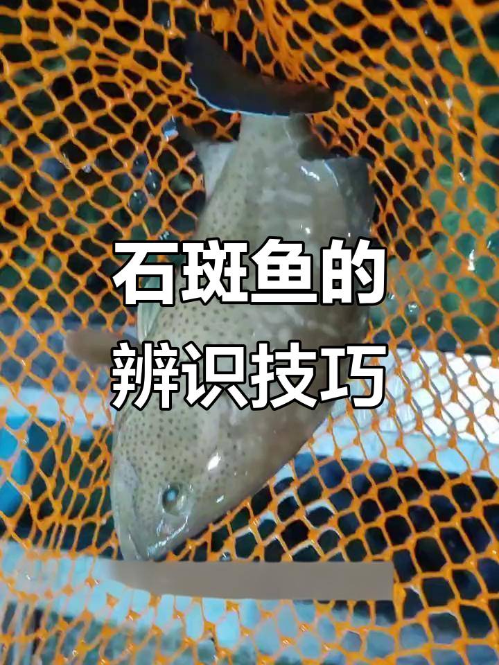 石斑鱼种类繁多,如何轻松辨别?