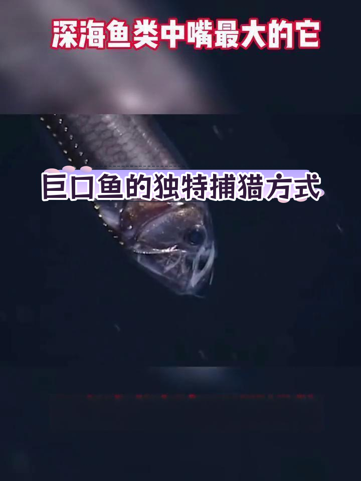 深海巨口鱼捕食时的奇妙行为