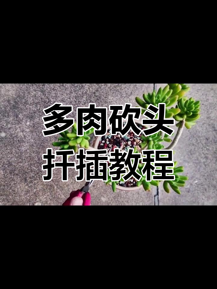 八千代老桩砍头扦插技巧,轻松搞定多肉植物修剪