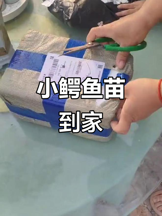 小鳄鱼苗开箱,客户惊喜连连