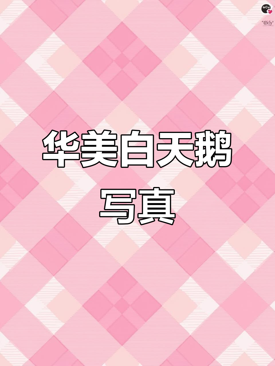 蓝色港湾的白天鹅,洁癖十足!