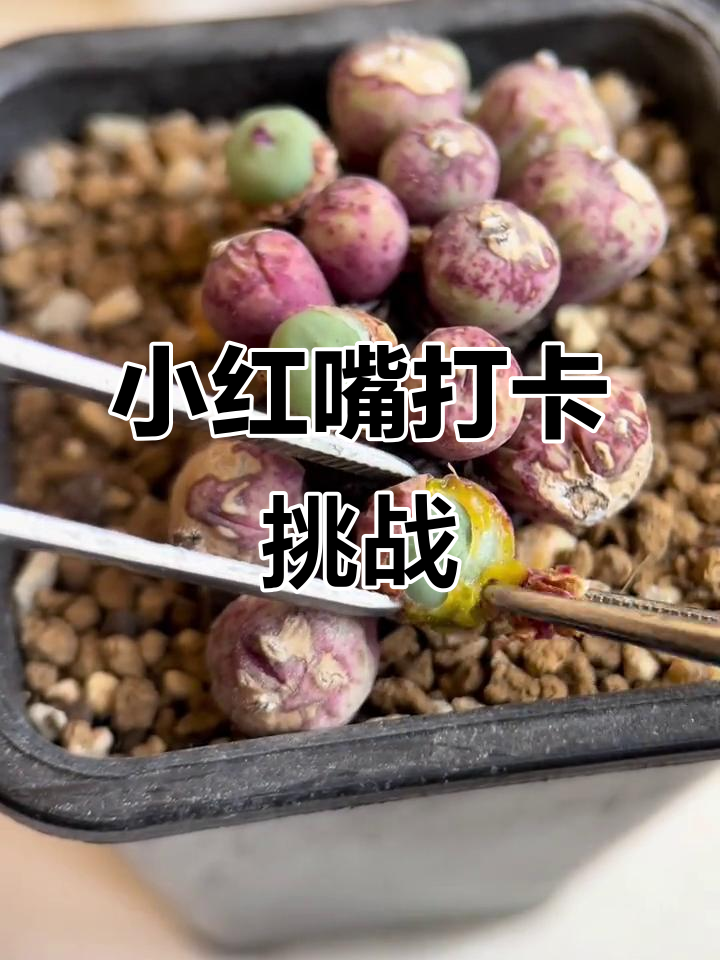 打卡挑战:肉锥小红嘴,快来一起试试!