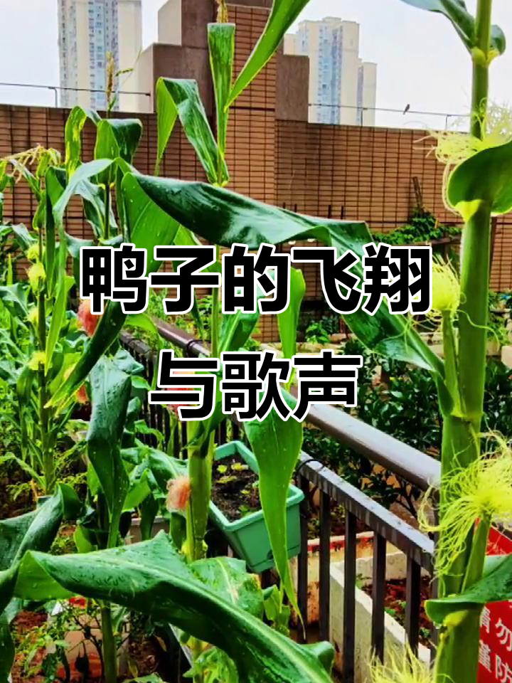 鸭子飞奔迎接,阳台上的奇妙时光