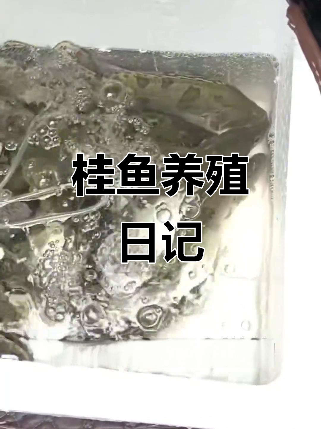 桂鱼苗成长记:从小河虾到成鱼的蜕变