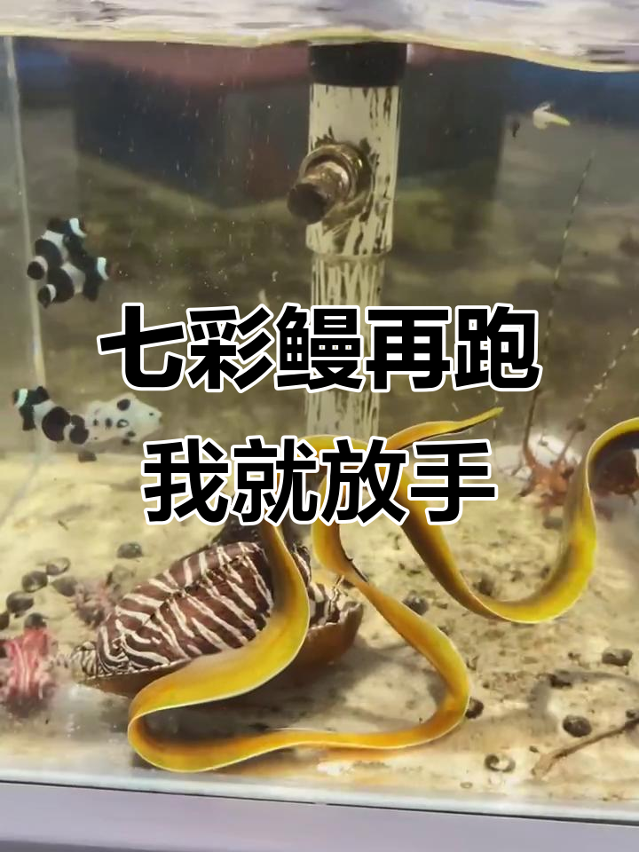 第九条七彩鳗又跑了,这次我发誓不再养了