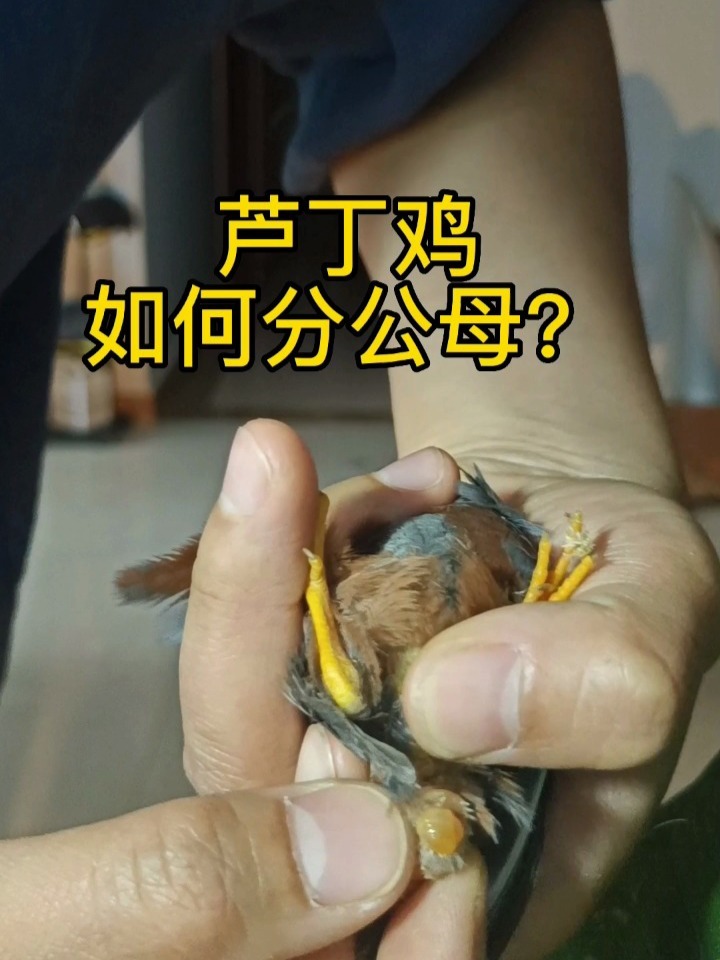 芦丁鸡如何看公母?