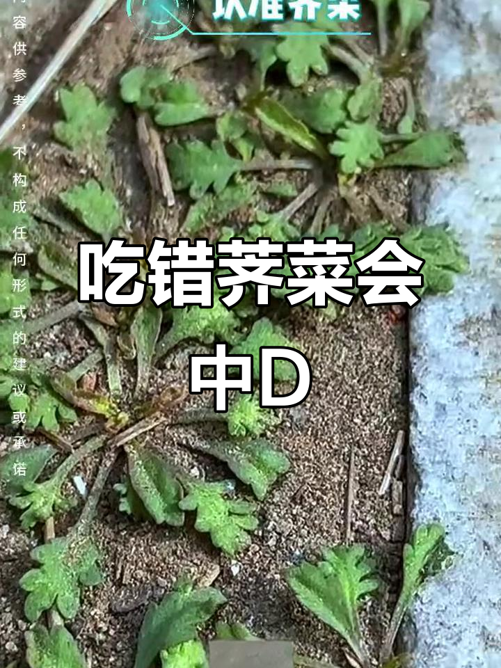 荠菜吃错了可能中毒？教你正确辨别真伪