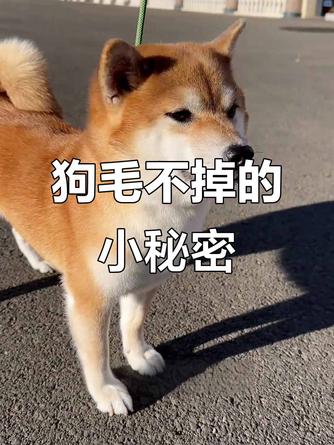 狗狗毛发不掉,秘诀就在这里!鱼油、卵磷脂让毛更亮