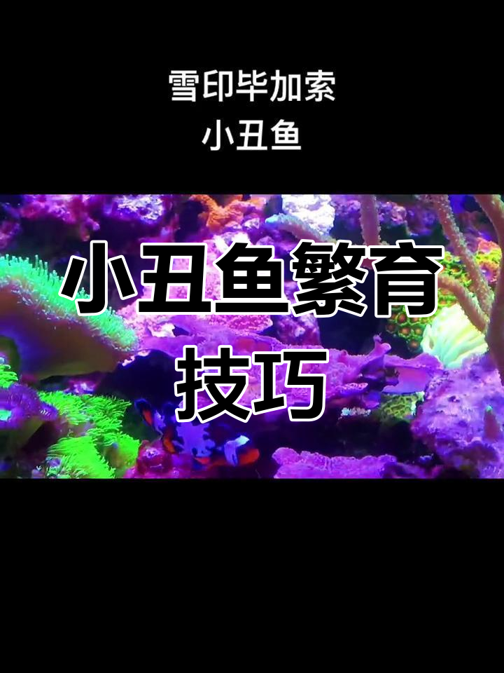 人工繁殖小丑鱼技术进步