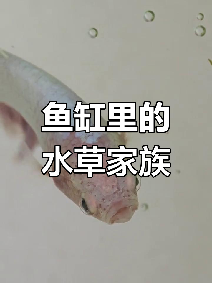 水草大揭秘:蜈蚣草、竹节草与金鱼藻的奇妙世界