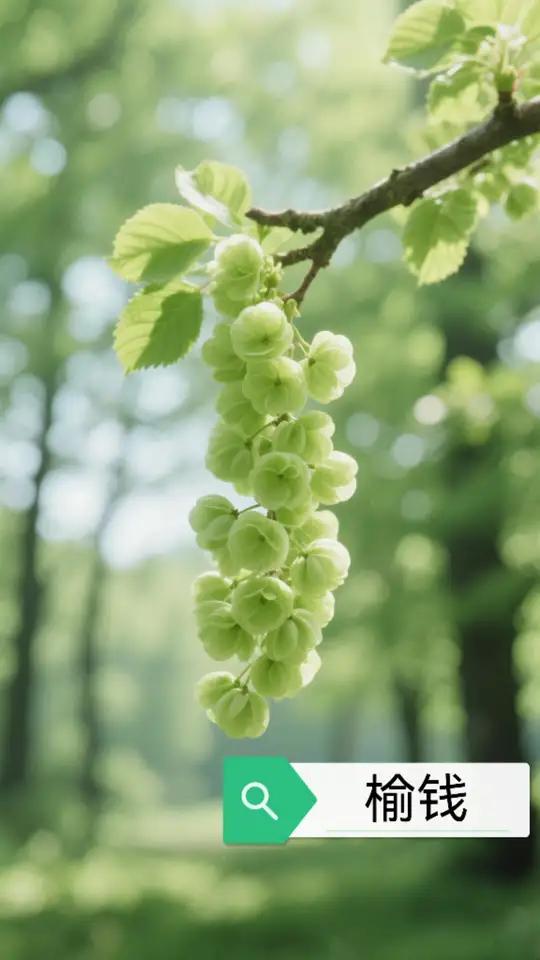 春天到了,开始吃野菜