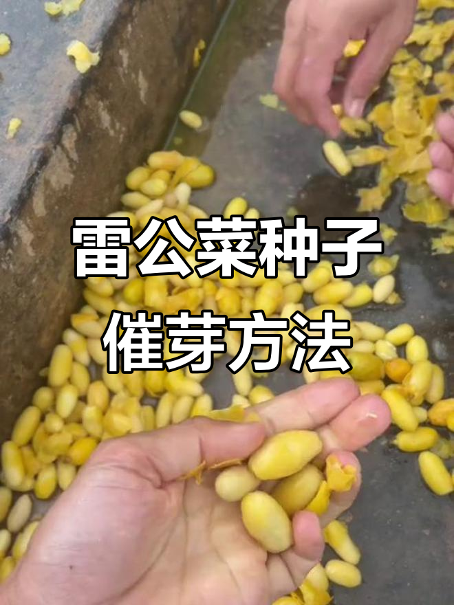 雷公菜与甜菜种子催芽技巧,轻松掌握
