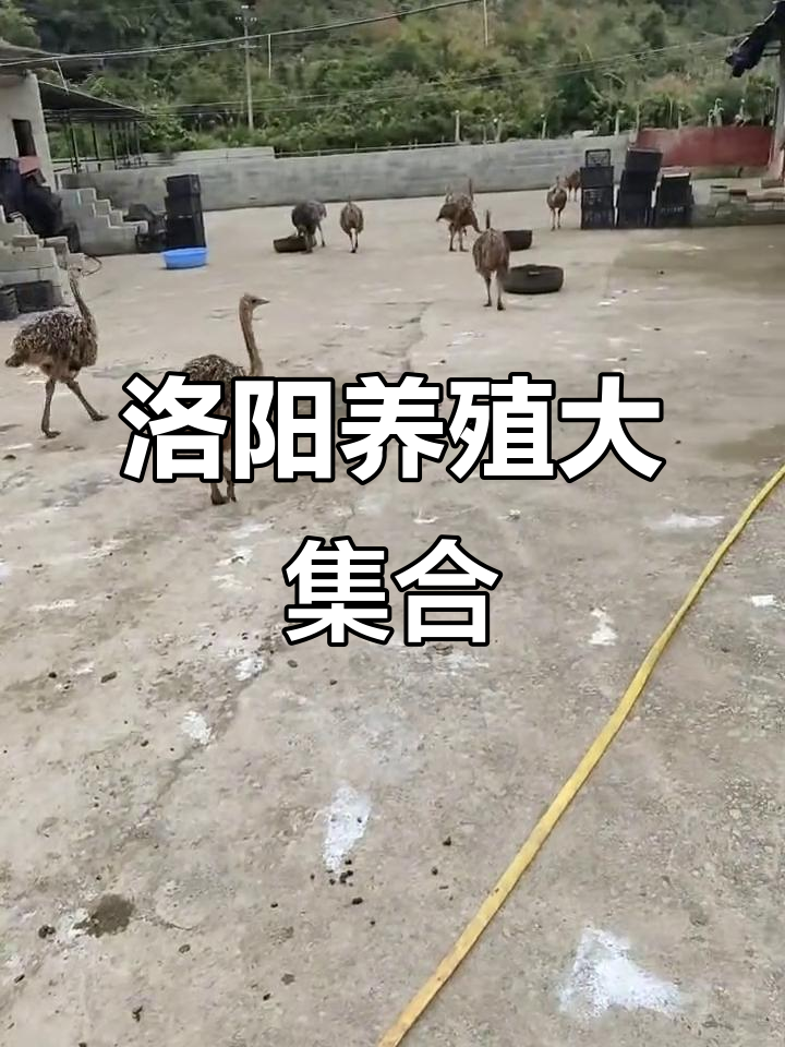 洛阳农场养殖全攻略:鸵鸟、珍珠鸡、火鸡等一应俱全
