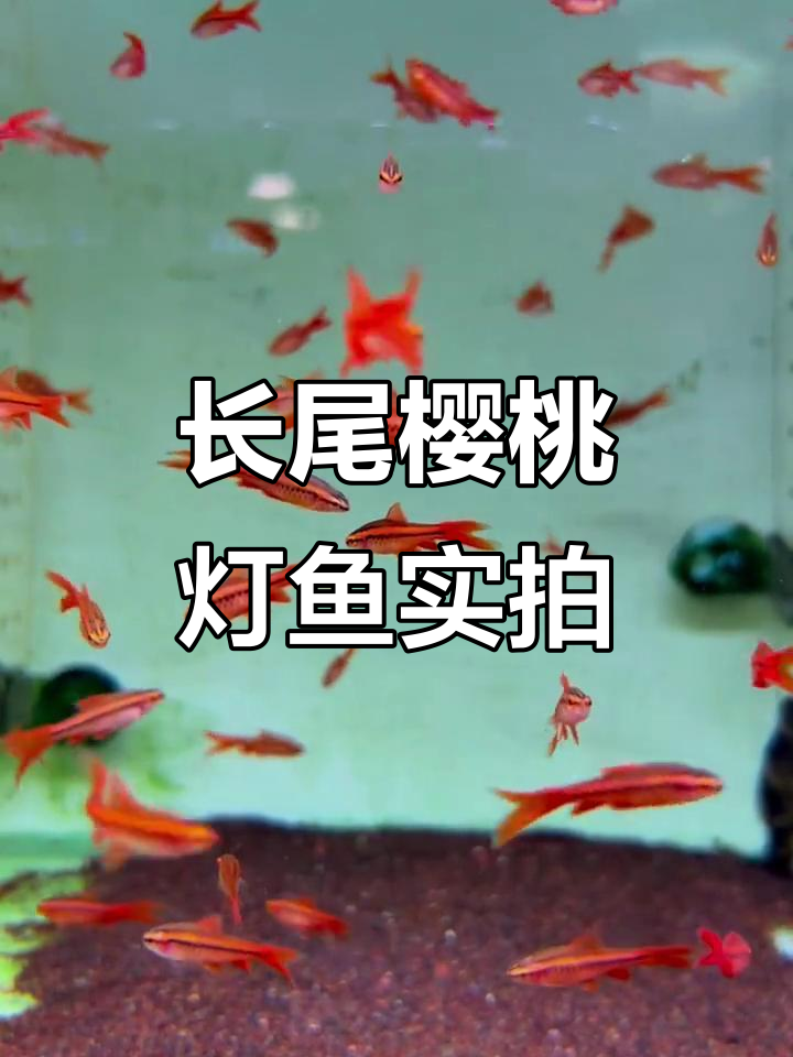 美丽长尾樱桃灯鱼，实拍展示精致魅力