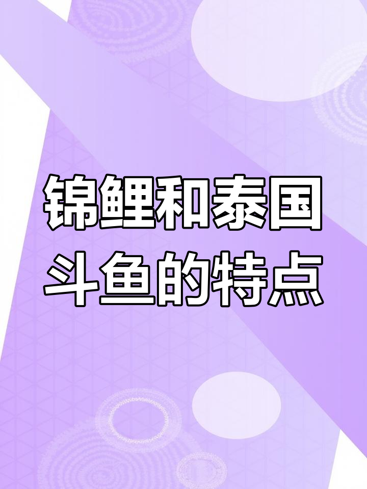 锦鲤与泰国斗鱼:两种观赏鱼的魅力与挑战