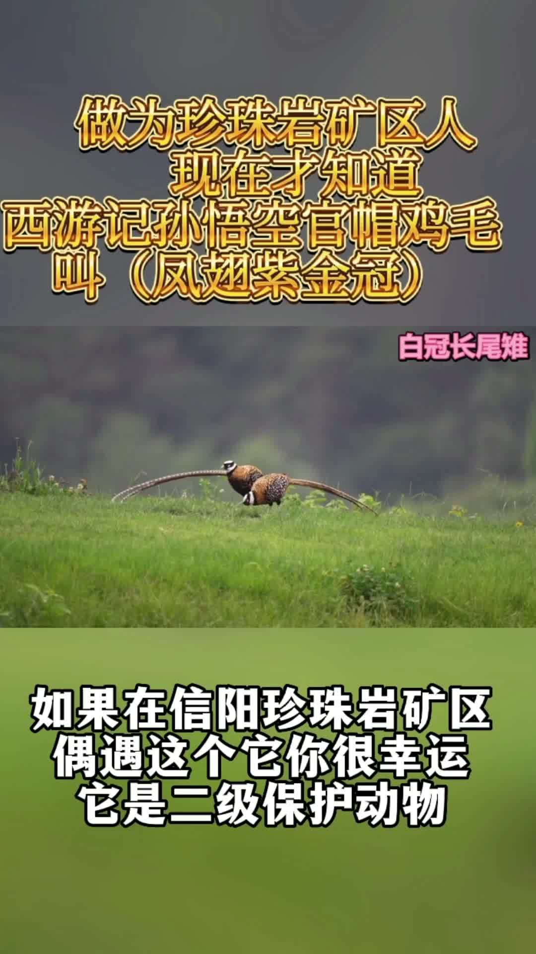 矿区人见了都叫野鸡 好吧它确实是野鸡 以后只要知道它叫 珍珠岩 白冠长尾稚 野鸡