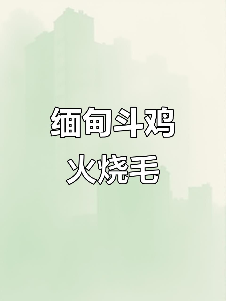 缅甸斗鸡文化：火烧毛挑战，4.8斤重量级对决