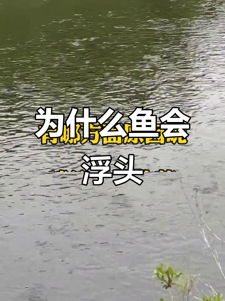 鱼浮头原因大揭秘:水质、寄生虫还是鳃部病变?