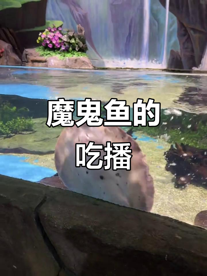 魔鬼鱼吃饭大作战，干饭时间超积极