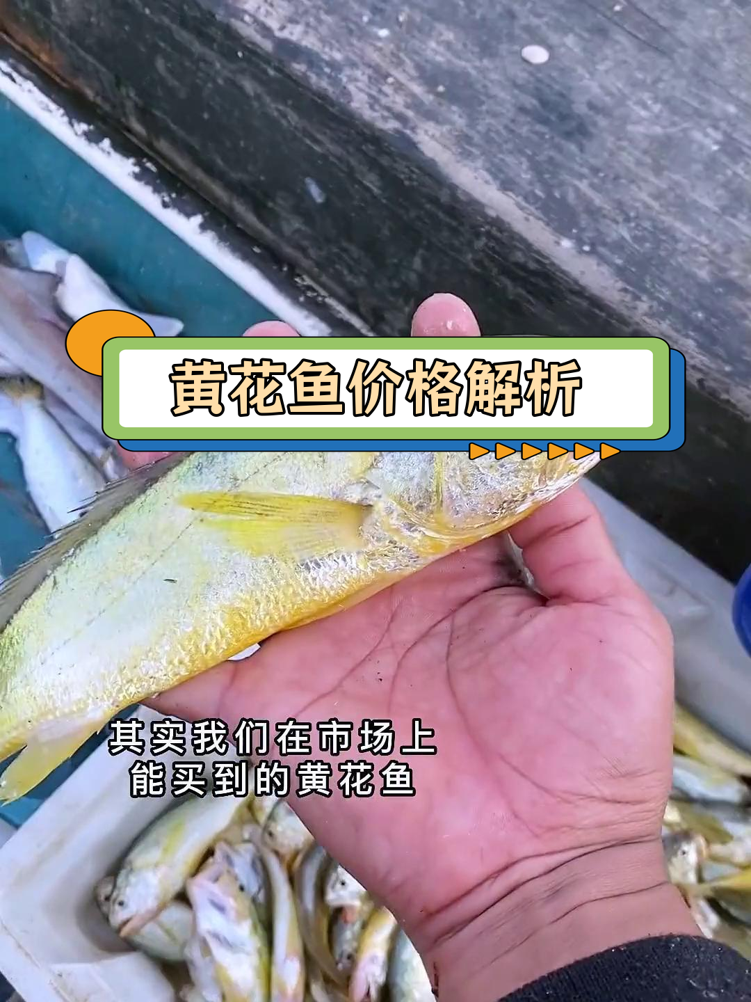 野生黄花鱼价格差异大揭秘