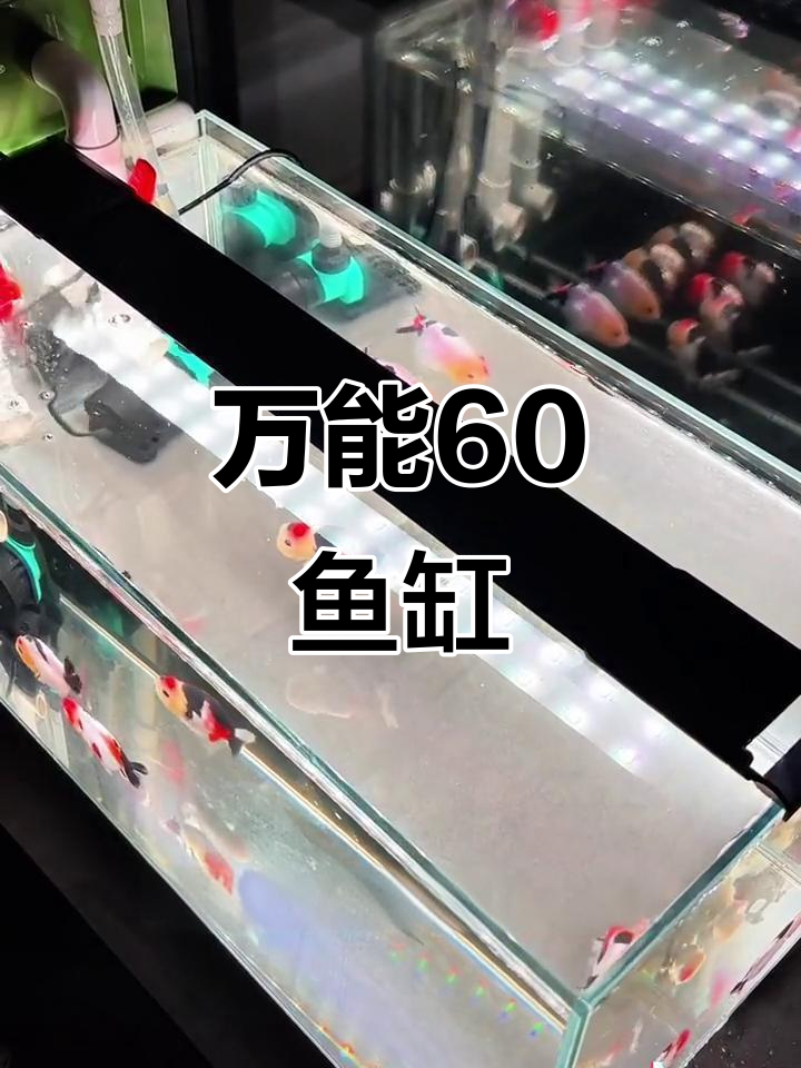 60鱼缸适合养各种观赏鱼，新手必选超白玻璃款