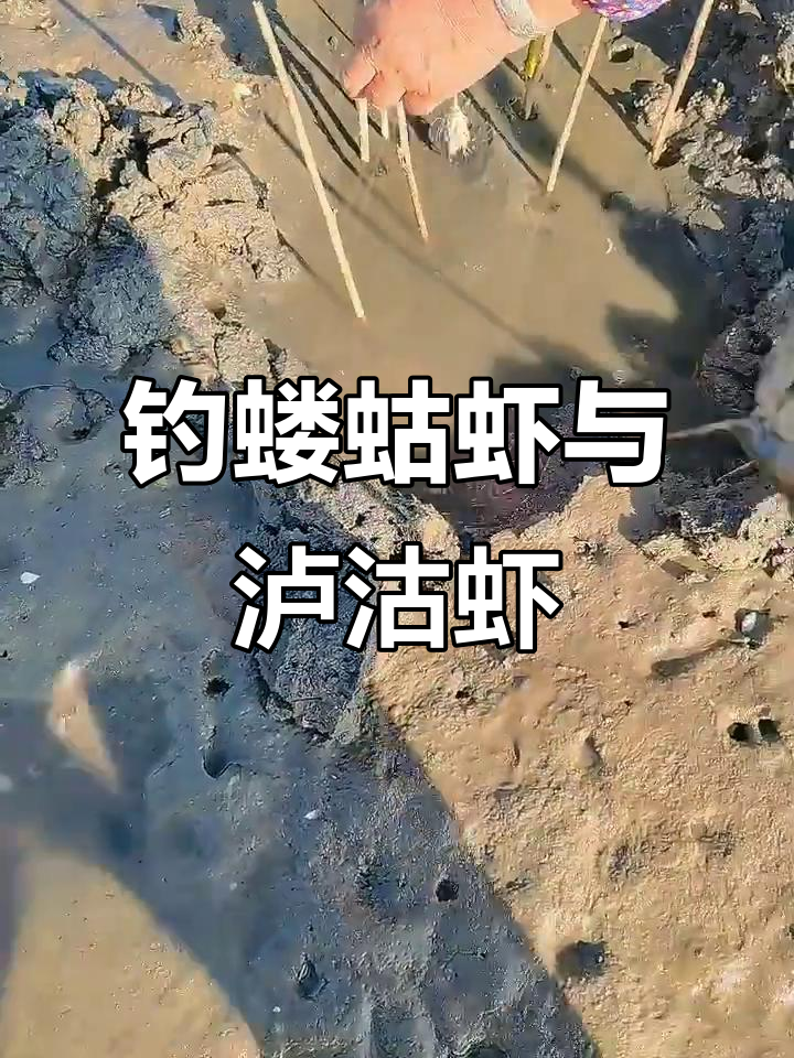 钓蝼蛄虾的独特技巧，泸沽虾和“虾猴子”大揭秘