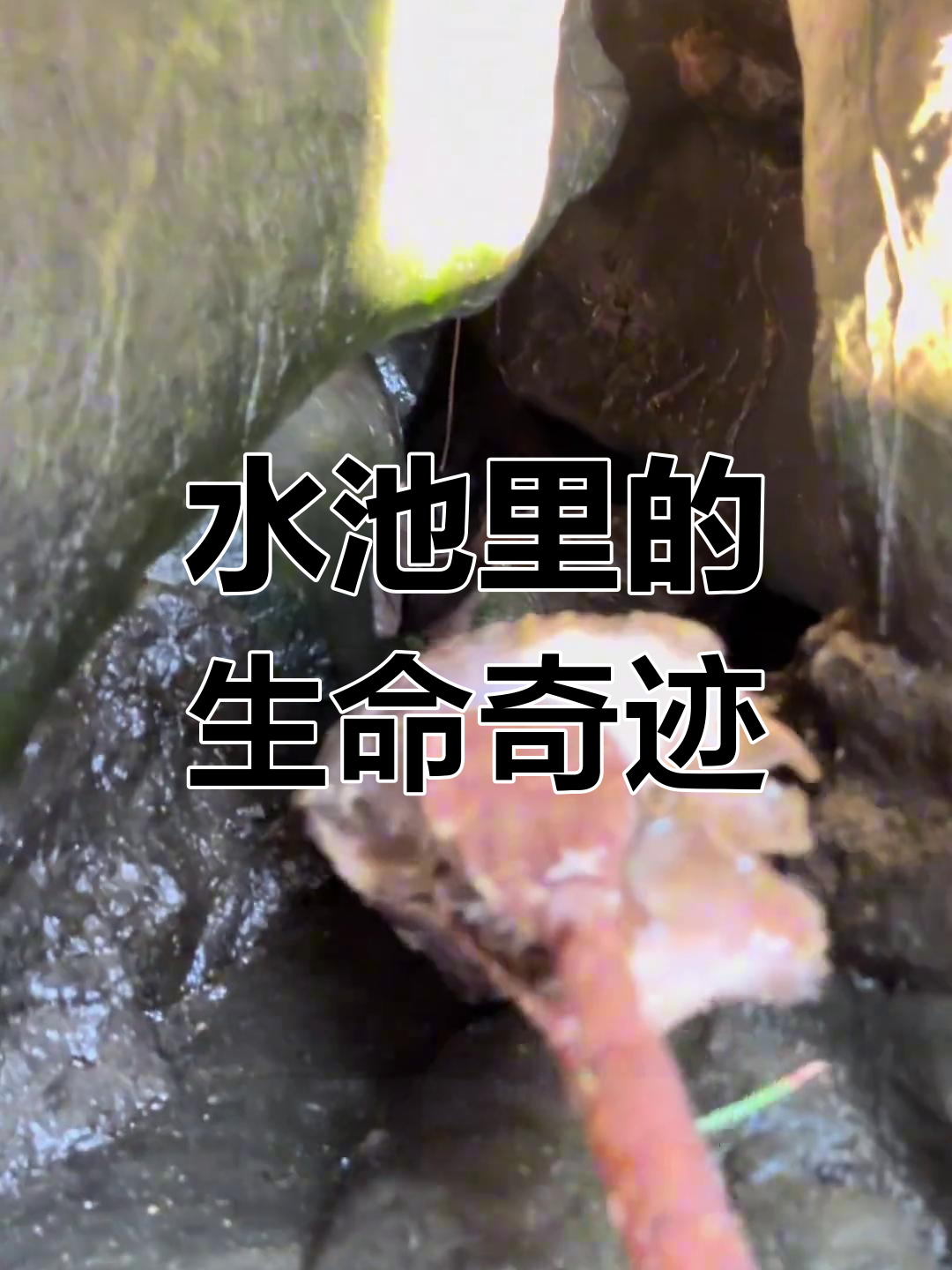 抓鱼大作战:野生鱼类生存挑战