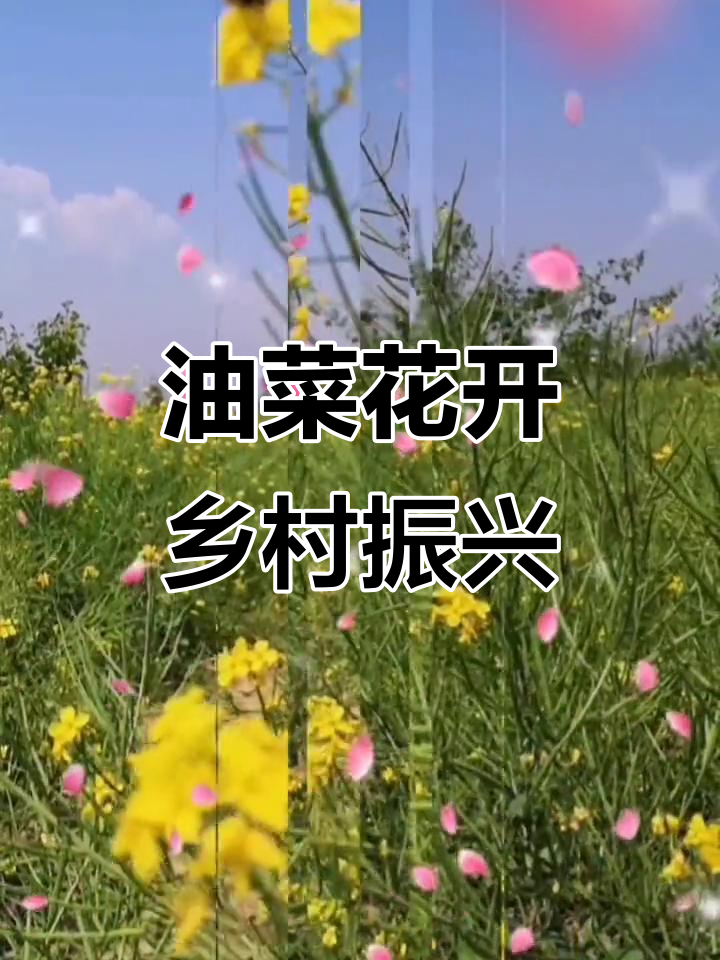 周末探访榆次油菜花，感受乡村新风貌