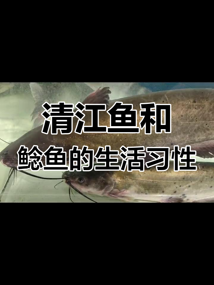 清江鱼与鲶鱼的生存环境及习性