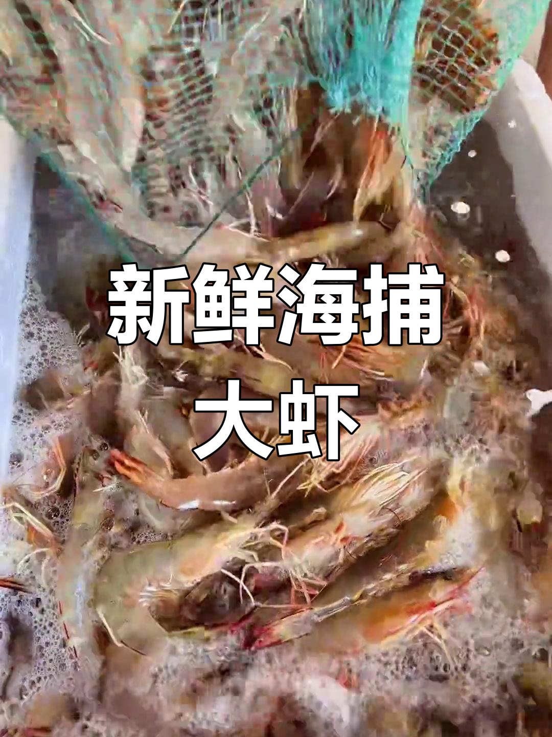 湛江硇洲野生大明虾,鲜美上岸