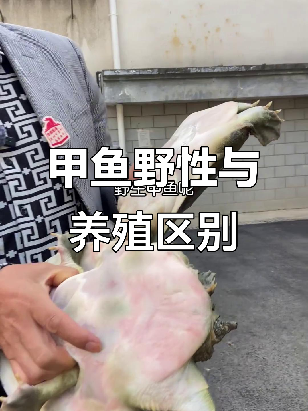 野生甲鱼与养殖甲鱼的差异,体型、运动量全解析