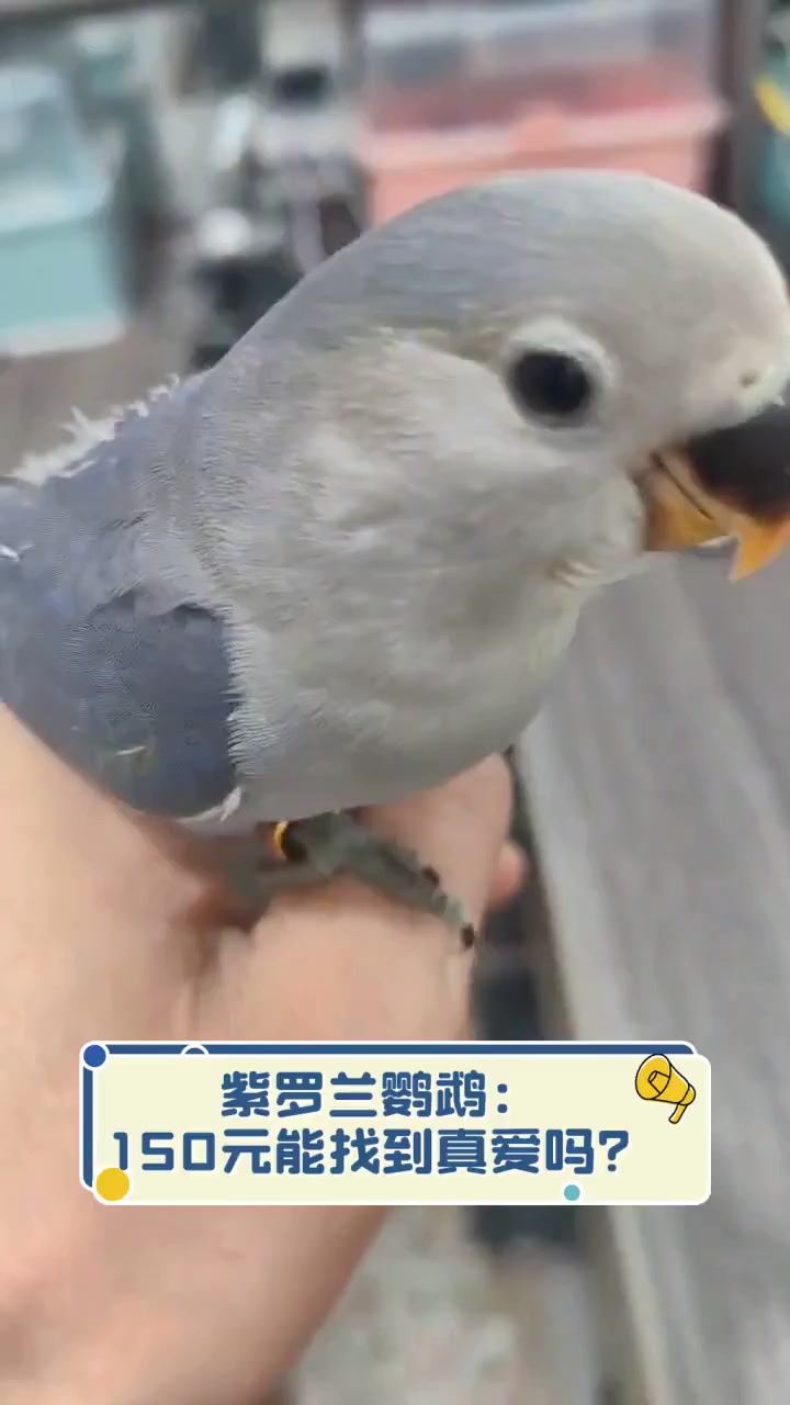 紫罗兰鹦鹉:150元能找到真爱吗?