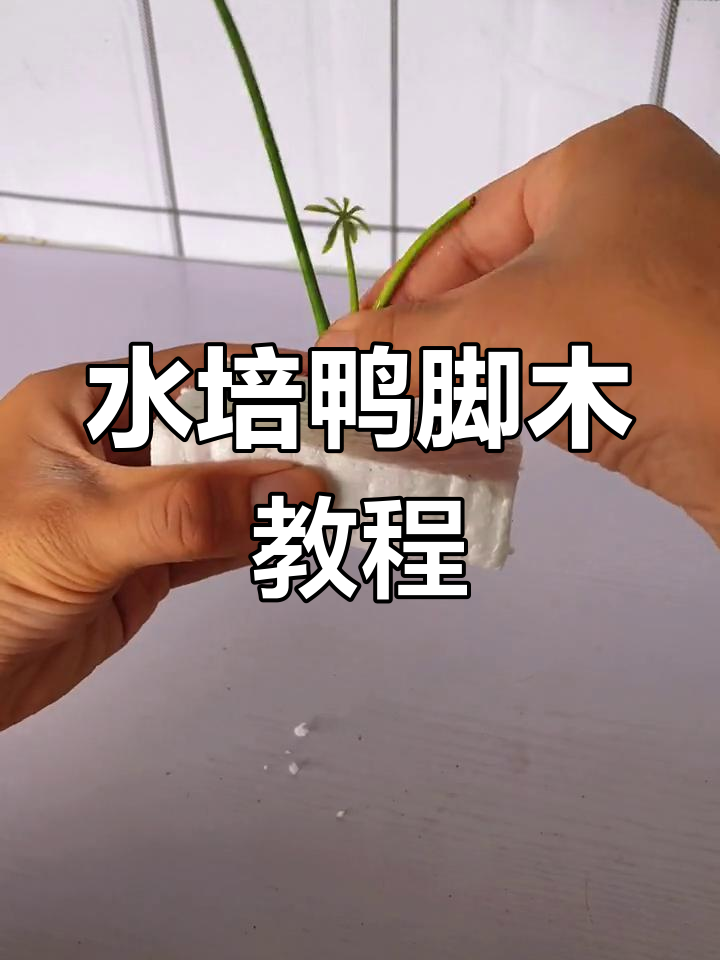 鸭脚木水培技巧:轻松生根,操作超简单