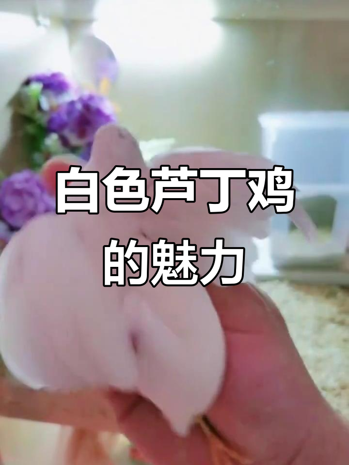 为什么白色芦丁鸡这么受欢迎?颜值在线,蛋也超可爱