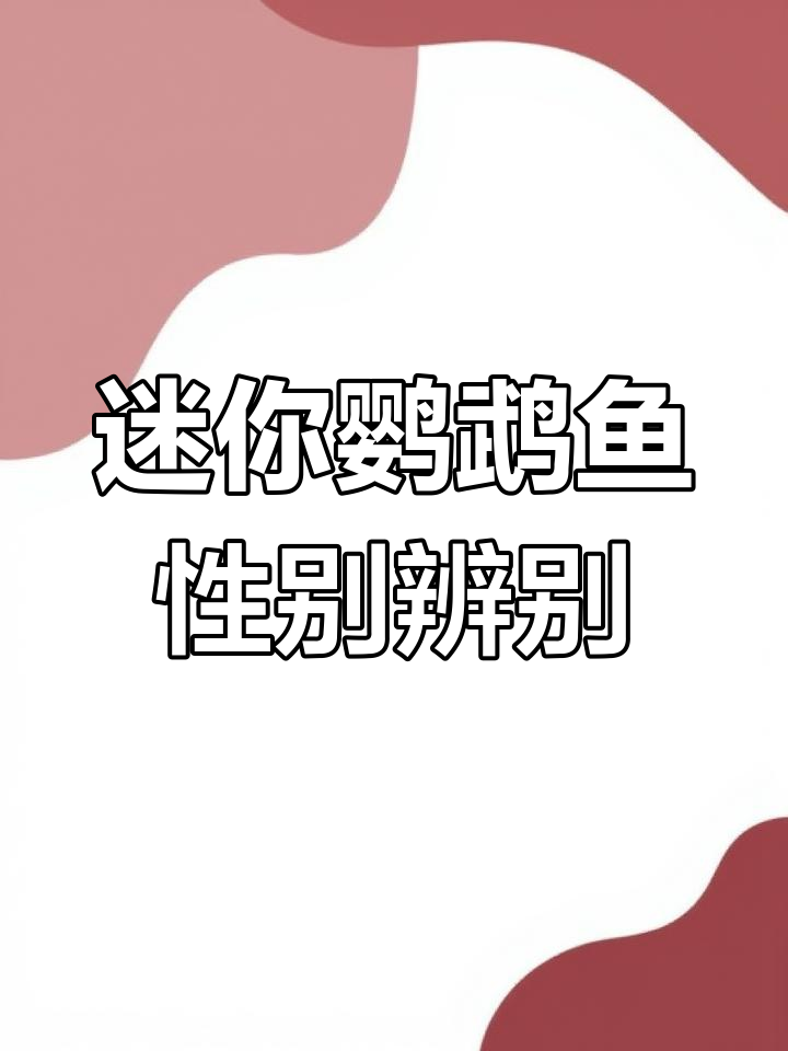 如何分辨迷你鹦鹉鱼的公母?