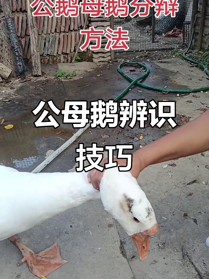 辨别公母鹅,掌握三花鹅特征与叫声分析