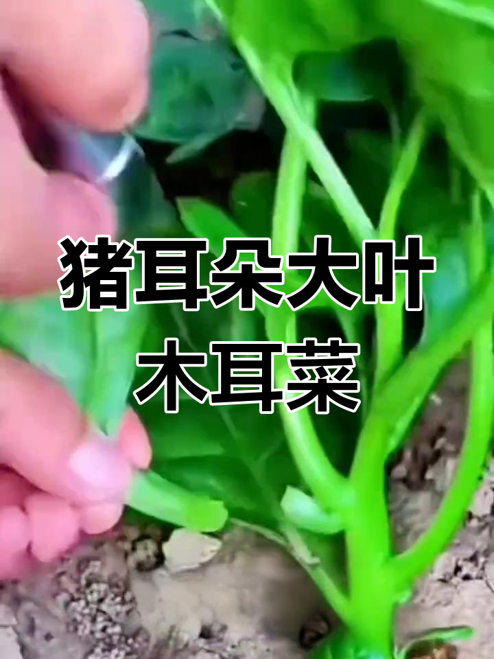 大叶木耳菜:种一次吃一年,营养丰富超乎想象