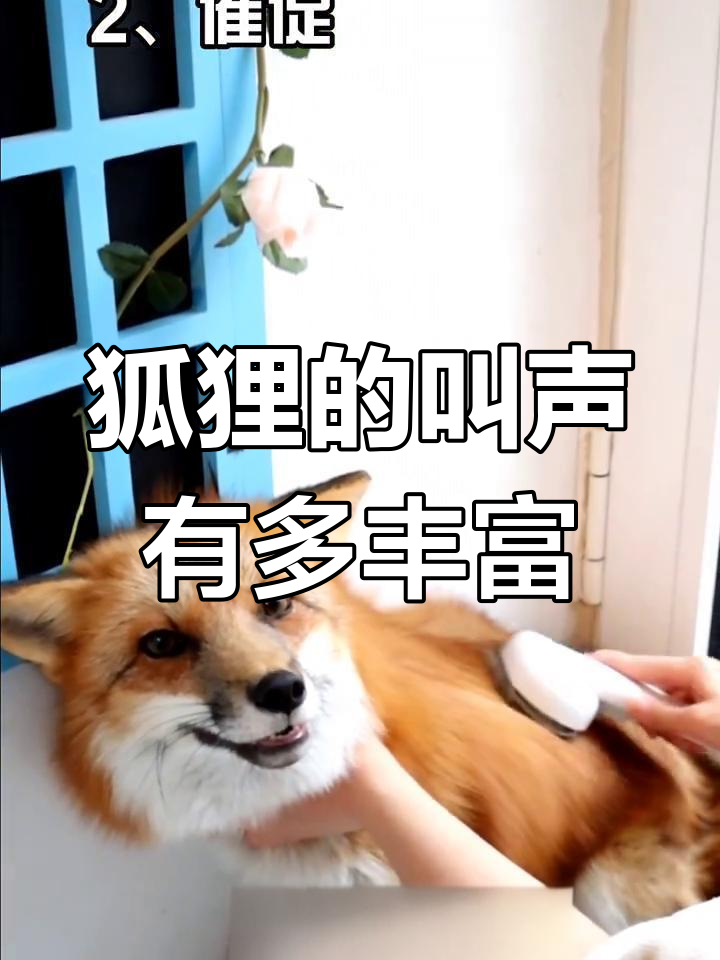 狐狸叫声大揭秘,你能猜出它们有多少种声音吗?