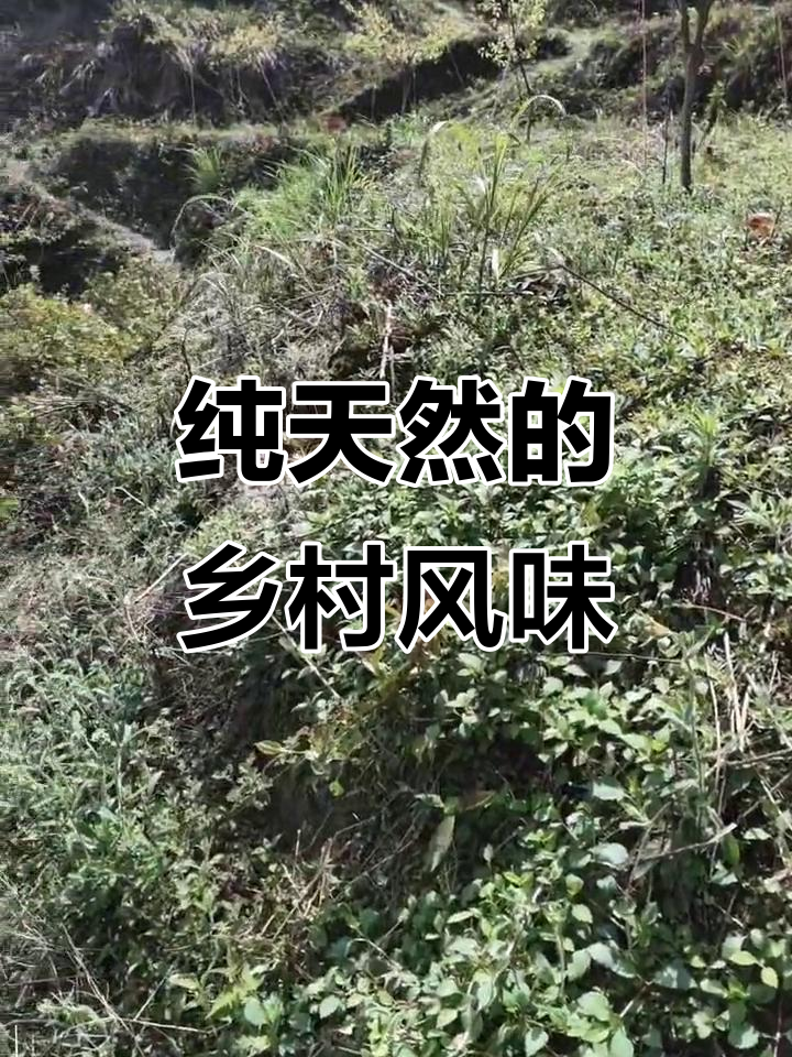 农村生活的真实写照，苦叶菜带来的绿色味道