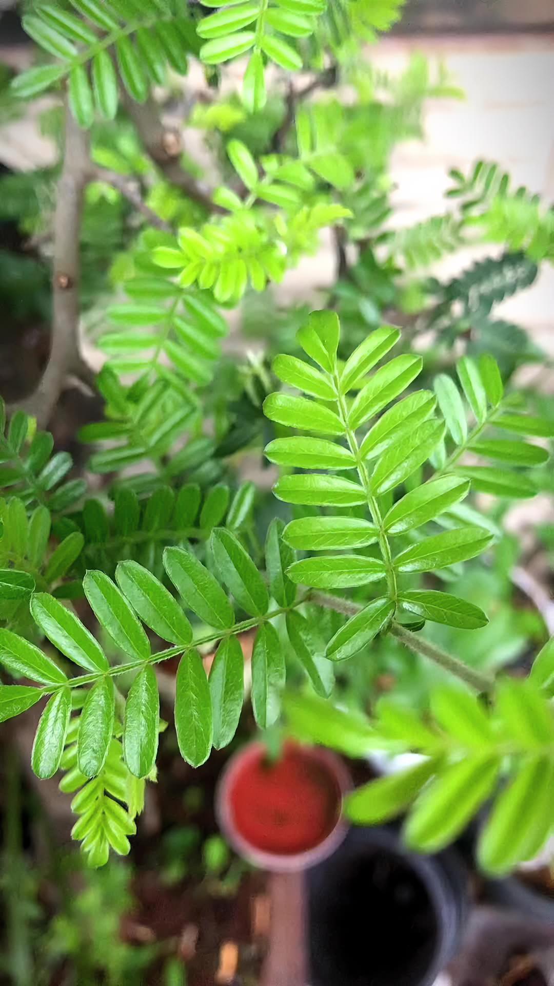 当初捡漏了一棵10000级盆景小石积,第一批新芽叶出来急死我了,叶片莫名其妙黑色小点满树是