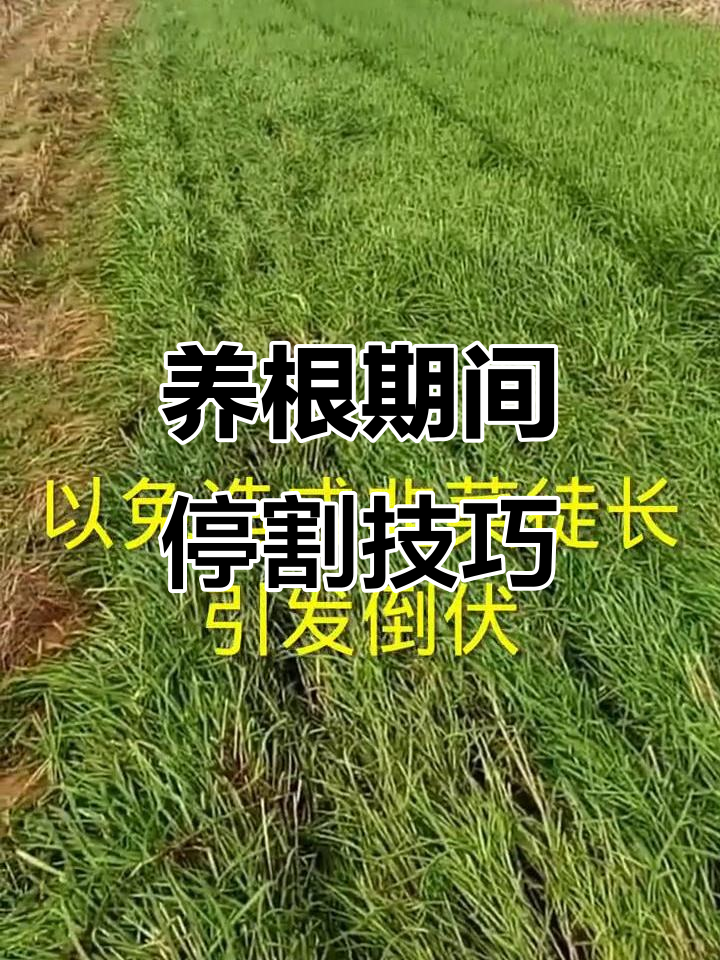 韭菜养根期，如何避免倒伏和病害？