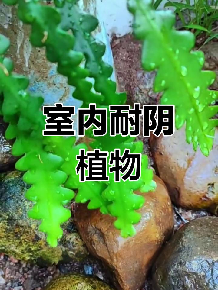 鱼骨令箭种植技巧,轻松养护开花