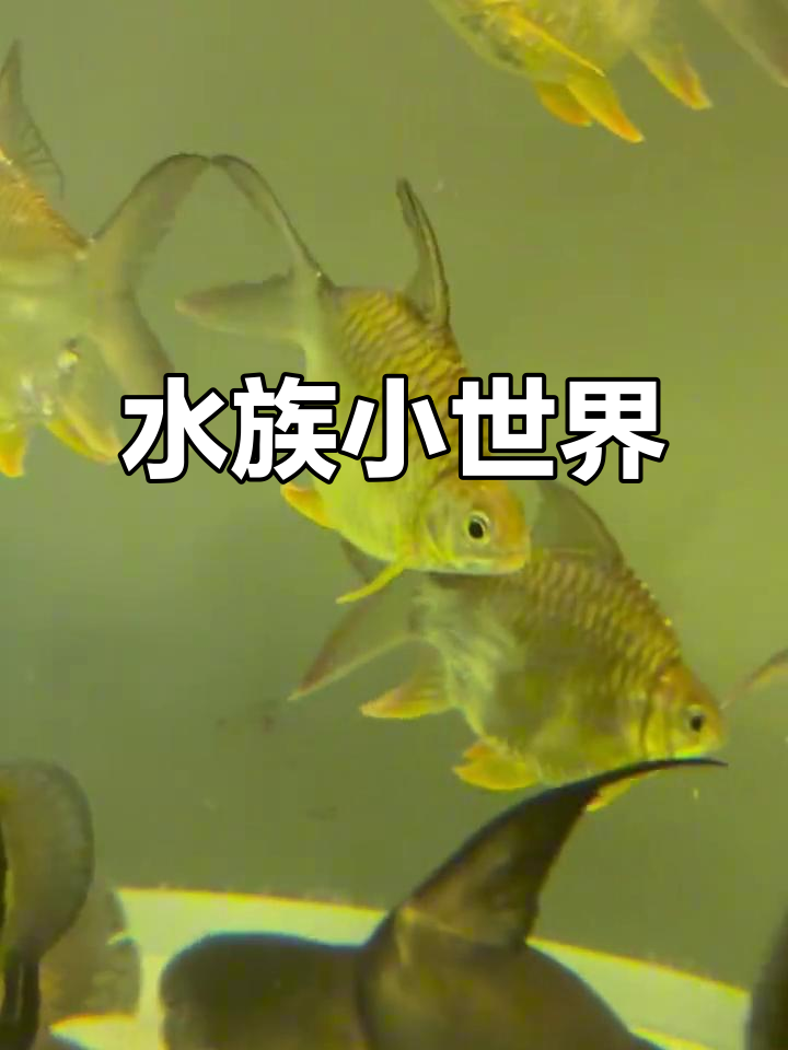 清晨看鱼,柠檬鲫游动,水质温和,温度适宜,喂食有道