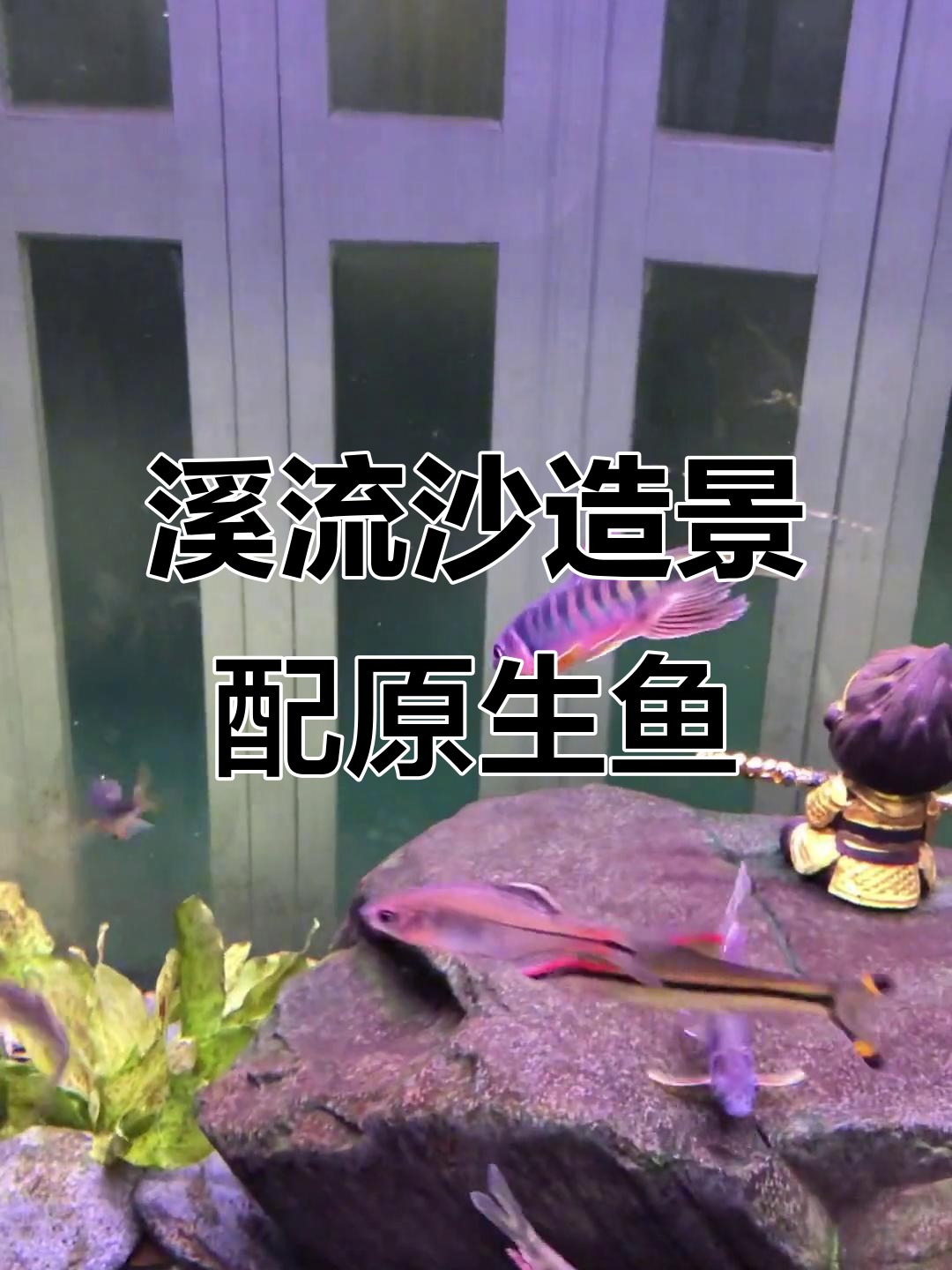 原生溪流鱼与自然景观的完美融合，打造原生缸新霸主