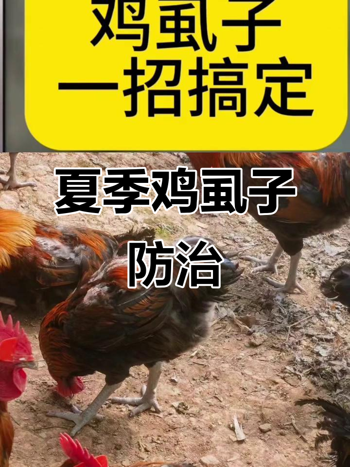 夏季鸡虱子大量繁殖,瘙痒难忍?养鸡朋友必看驱虫技巧