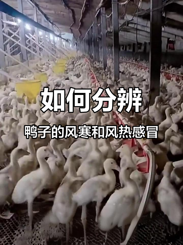 风寒与风热感冒如何区分?鸭子症状全解析