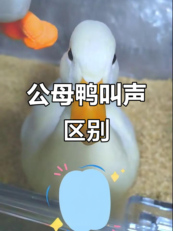公鸭与母鸭叫声大不同，如何区分它们的声音